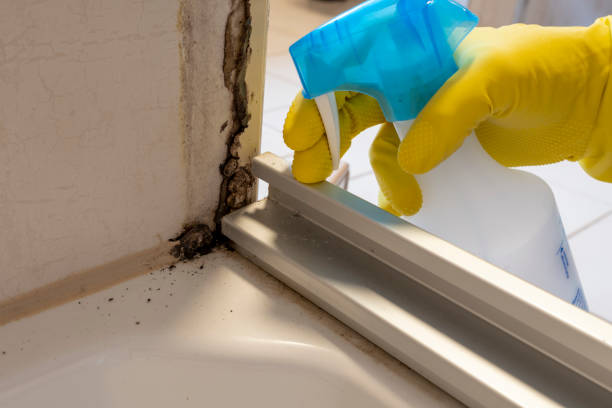 Best White Mold Remediation in Wesley Chapel, NC