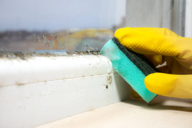 Best Basement Mold Remediation in Wesley Chapel, NC