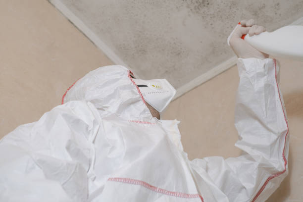 Best Residential Mold Remediation in Wesley Chapel, NC