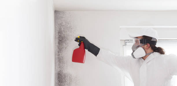 Best Crawl Space Mold Remediation in Wesley Chapel, NC