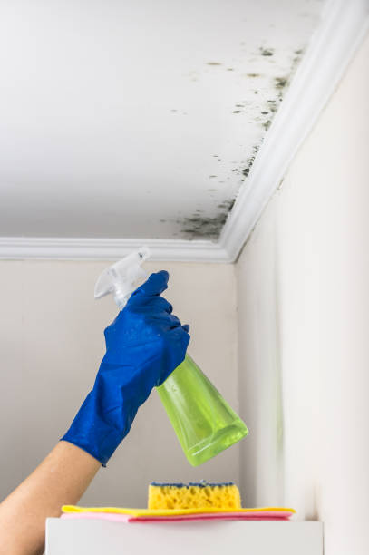 Best Residential Mold Remediation in Wesley Chapel, NC