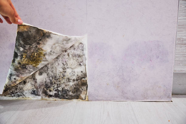 Best Industrial Mold Remediation in Wesley Chapel, NC